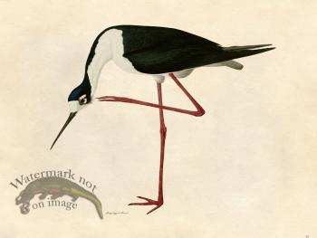 Long-legged Avocet - Tribute Bd 43